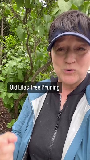 After lilacs flower and then the flowers die, you have two weeks to prune. After that two week period the plant starts to produce next year‘s flower buds. This is why we don’t prune in the fall or in late winter early spring because you’re cutting the flower buds off. Rejuvenation pruning old lilac trees means removing the old thick stems and allowing new stems to take over and mature to become the future of the tree. Older, thick stems are more prone to disease, and they produce less flowers. T