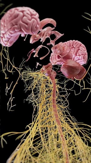 Exploded View of the Brain | 3D Medical Animation