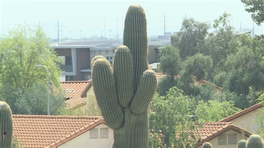 Urban saguaros are dropping dead from extreme heat: Here's how to save one on your property