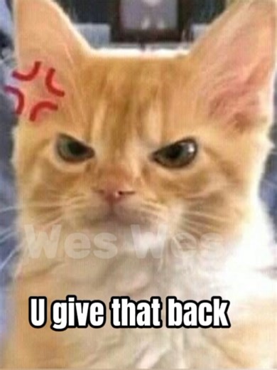 give that back 😠 #cat #fyp | cats
