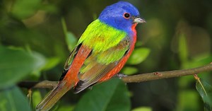 Meet Painted Bunting—Most Colorful Bird Species Indigenous To United States