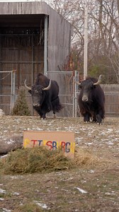 2.6K views · 114 reactions | The Yaks are perfecting their hoof-eye coordination for this week's Hollywood Casino Toledo Animal Insider series!  Must be 21 years or older. Gambling problem? Call 1-800-589-9966. | The Toledo Zoo | Facebook