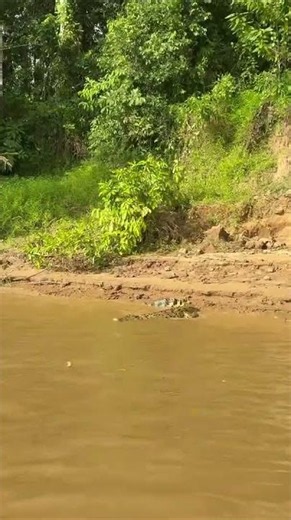 Witnessing Wildlife, Borneo, G Adventures from Ella B. 🐊