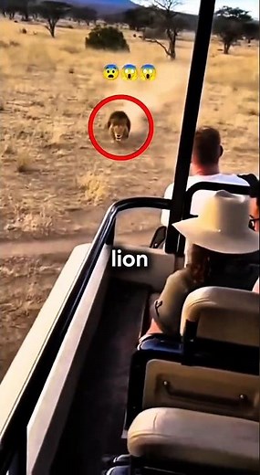 Lion Attack Turns Into Hilarious Prank 🦁😂 Tourist Fooled by Dog in Costume!