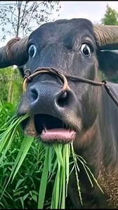 Karabaw kayang mag locate ng deposito #fypシ゚ #treasure #gold #history #explore | Mrc Discovery