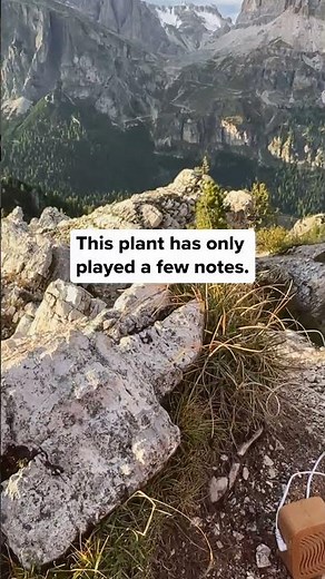 In the Dolomites of northern Italy, we recorded the bioelectric signals of a small tuft of alpine