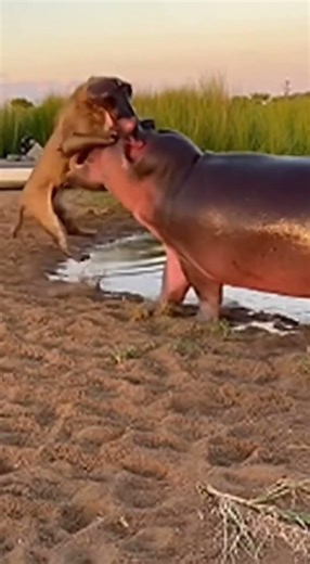 Hippo LAUNCHES Lion 30 Feet - TRAMPLES King! 🦛 사자격파 🦛 制裁 #viral #hippo