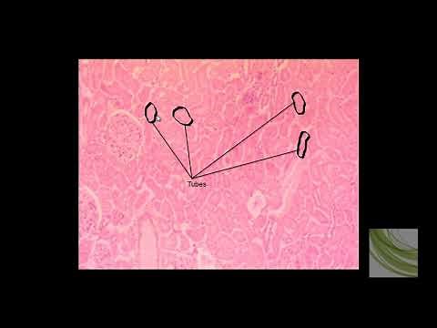 SLIDE: Simple Cuboidal Epithelial Tissue