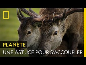 Un cerf use d'une stratégie peu commune pour s'accoupler