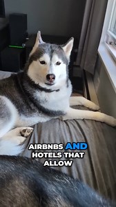 Do you travel with your dogs? How do YOU find places to stay? So we get asked all the time, How do you find places to stay with 3 large dogs when you travel? How do you find hotels that accept dogs? How do you find Airbnb's that accept dogs? So today, I am going over my personal process of what we do to find dog friendly places to stay when we travel! It's much easier then you think! There are a lot of pet friendly Airbnb's out there! #travelwithdogs #roadtripwithdogs #adventuredogs #dogs | Gone