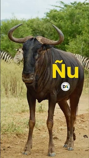 ¿Conoces El Origen y Significado de La Palabra ÑU?