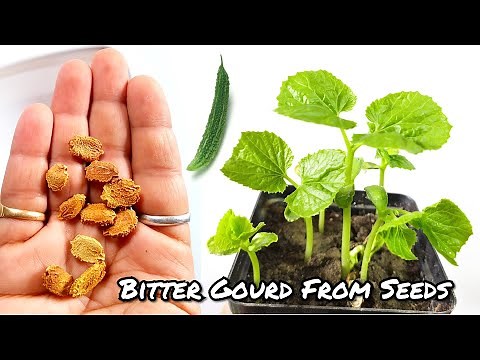 Fastest Way To Grow Bitter Gourd From Seeds || How To Grow Karela At Home.