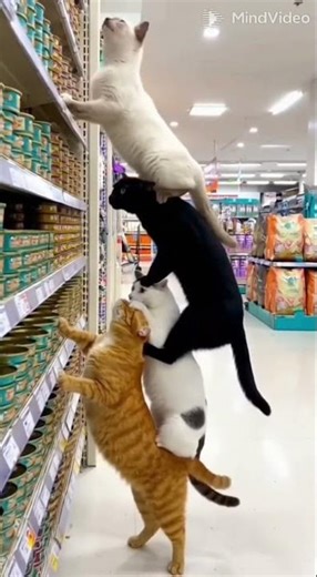 Mission Impossible: Cats Steal The Top Shelf Food! 🤯