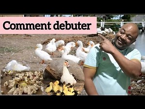 COMMENT DÉBUTER L'ÉLEVAGE DES CANARDS AVEC UN PETIT CAPITAL