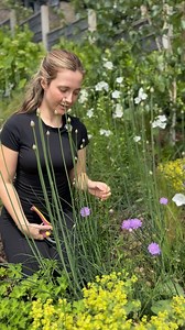 How to deadhead Scabious Butterfly Blue to encourage more flowers 🙌🌸 #perennial #perennialplant #perennials #hardyshrubs #shrub #evergreenshrub #evergreenplants #gardens #outdoorplants #gardenplants | One Click Plants