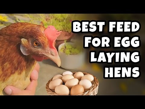 Best feed for egg laying hens | Backyard chickens Homestead