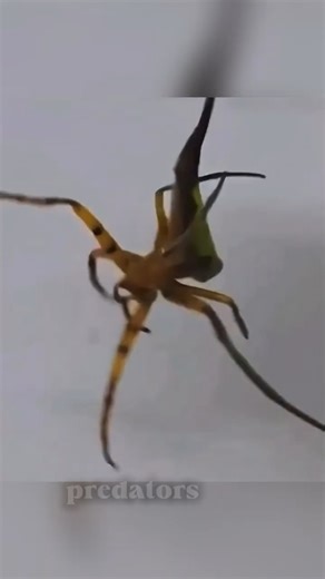 Spiders That Look Exactly Like Dead Leaves