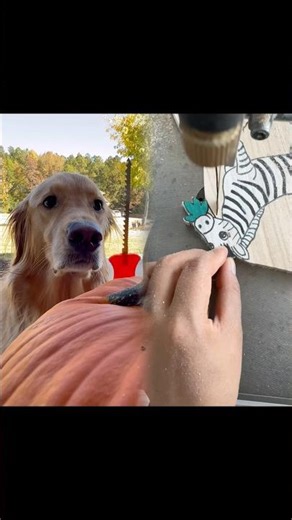 My dog pranked me, again… #dog #goldenretriever #dogsoftiktok