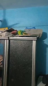 4.8K views · 34 reactions | pineapple conure parrot tame bird | Sufi Birds | Facebook