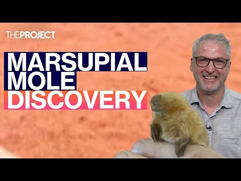The Bizarre Origin of Marsupial Moles