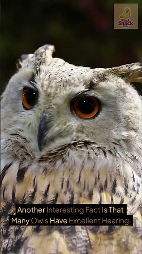 Did You Know These Amazing Owl Facts? 🦉 #factsforkids #animalfacts