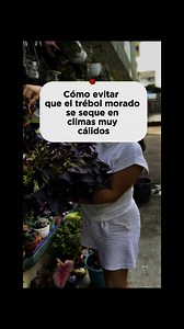Como evitar que el trebol morado se seque en climas calidos | Mi Pequeño Jardín Mágico 2