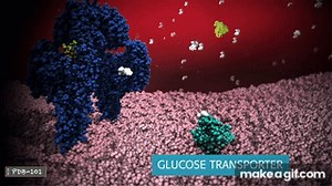 What is a Protein? (from PDB-101) on Make a GIF