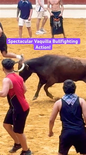 Spectacular Vaquilla Bullfighting Action! #shorts #spectacular #bullfighting #vaquilla #action