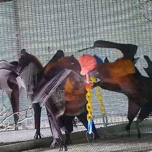 57K views · 1.1K reactions | When you’re trying to figure out that new piece of gym equipment. 類 | explore.org | Facebook