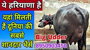 23K views · 1.7K reactions | Murrah The Pride of India  Super Quality 2nd Timer Murrah Buffalo at a Farmer’s Home  | Sansaniwal Dairy Farm | Facebook