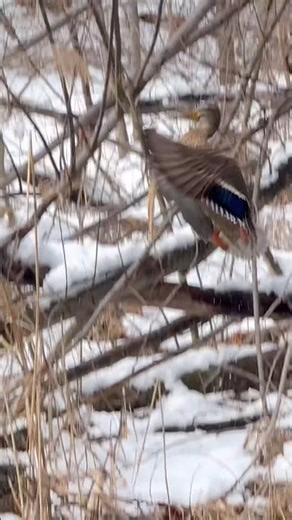 Hen Mallard’s Flutter Flight & Quack نیل سر مادہ مرغابی کی پھڑپھڑاتی اڑان#nature#waterfowl#nyc#fyp