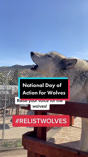 RAISE YOUR VOICE FOR WOLVES! 🐺#stitch #duet #relistwolves #raiseyourvoice #wolves