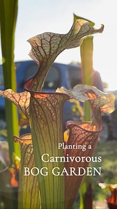 Planting a carnivorous bog garden. If you live anywhere with temperatures ranging from 0-110 F (-17.5 to 43.3 C), you could make one, too! - #garden #gardening #plantreel #plantreels #sarracenia #carnivorousplants #carnivorousplant #carnivorousplantclub #carnivorousplantsociety #plantsmakepeoplehappy #plantsmakemehappy #carnivorousplantsofinstagram #pitcherplant #pitcherplants #flower #bloom #flowerstagram #plantlover #plantsofinstagram #plants #plant #nofilter #rustyexotics | RustyExotics Nurse