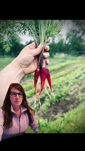 19 reactions · 4 comments | Small carrots and how to avoid them #palmeralaska#anchorage#fairbanksalaska #kenaialaska #juneaualaska #valdezalaska#wasillaalaska | Seeds and Soil Farm, Alaska's Seed Company | Facebook
