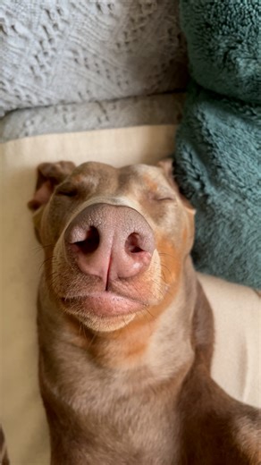 486K views · 32K reactions | He's deep in slumber!  | Furry Tails | Facebook