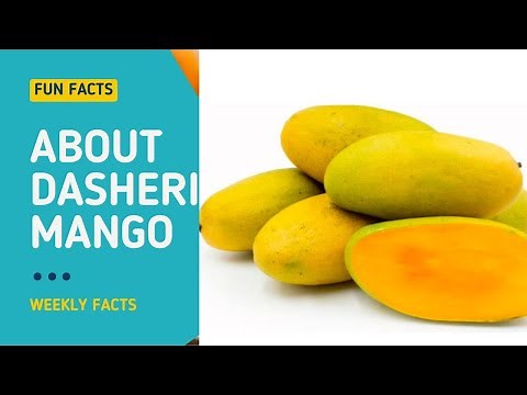 Discover the Secret of Dasheri Mango - World's Best Variety #Dasheri #mango