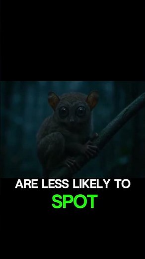 How Tarsiers Use Their Unique Bodies to Survive in the Dark Forest!