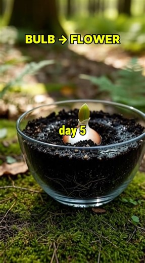 🌼 Daffodil Growing From Bulb to Bloom