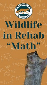 Maybe you’ve seen the trend… There’s been girl math and boy math, dog math and cat math, and even chicken math…. Now it’s time for Wildlife in Rehab Math! Do you know any Wildlife in Rehab Math? Share in the comments! #GreenwoodWildlife #Wildlife #Rehabilitation #Math #WildlifeinRehabMath | Greenwood Wildlife Rehabilitation Center