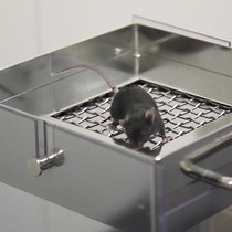 Video: Low-cost Protocol of Footprint Analysis and Hanging Box Test for Mice Applied the Chronic Restraint Stress
