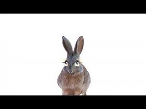 The Animal Sounds Rabbit Jumps Sound Effect Animation