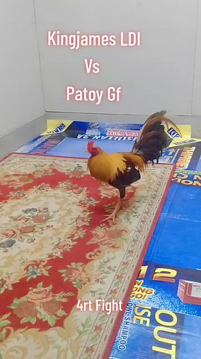 #fyp #sabungero #kingjames #batangsabungero #wpc #sss