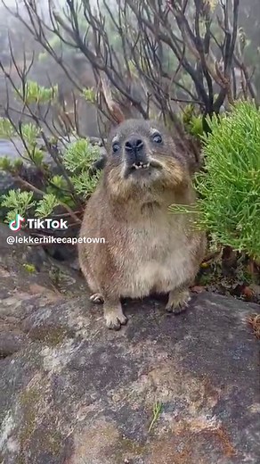 Animals On Table Mountain #tablemountain #capetown #capetownsouthafrica