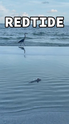 The Environmental Crisis: Toxic Waste Dumping in Florida Waters