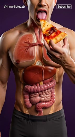 Inside the Human Body: Watch Digestion in 3D