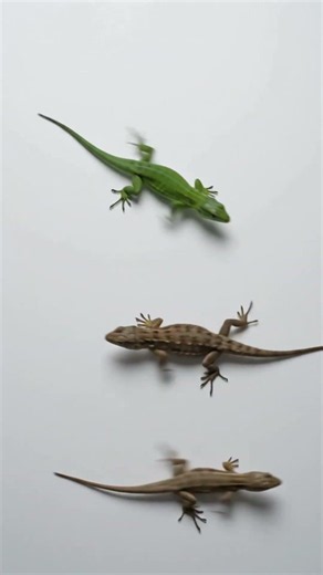3D Lizards Running for Cats 🦎🐱 | Fun Cat TV | Lizard Chase #catgames #catentertainment