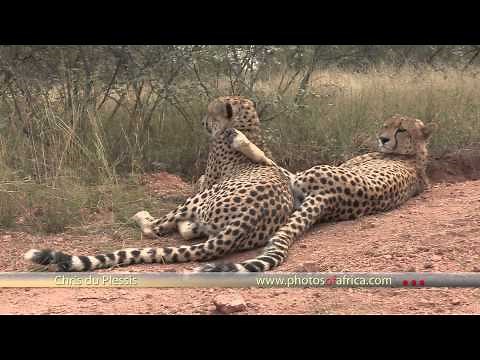 Cheetah's walking HD - South Africa Travel Channel 24 - Wildlife