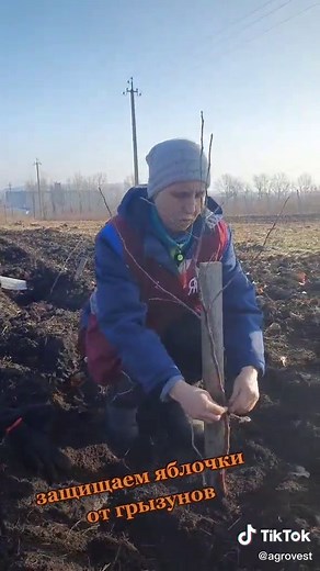 #яблочки #яблоки #сельскоехозяйство #сельскийжитель