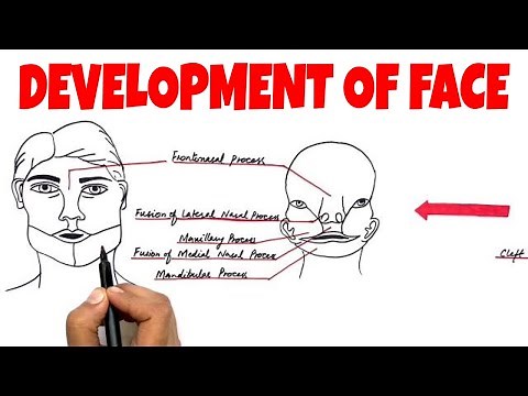 Development of the Human Face - Embryology