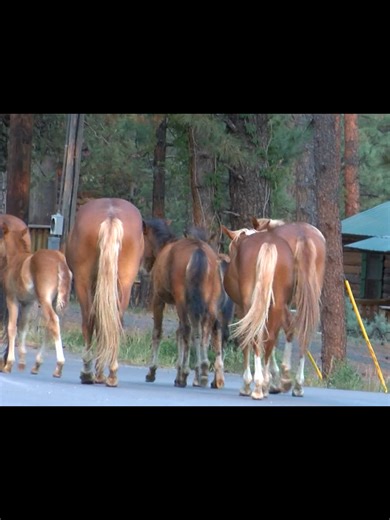 11K views · 76 reactions | Ruidoso Fire continues to burn and at least one person has died, and at least 1,400 structures have been impacted. So far, a total of 23,406 acres have been burned between the two fires. Elpasoya Video Miguel Contreras | The Fox 92.3 | Facebook